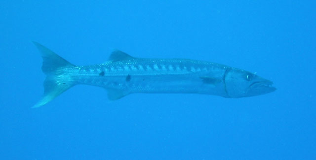 Barracuda