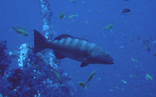 Plectropomus pessuliferus