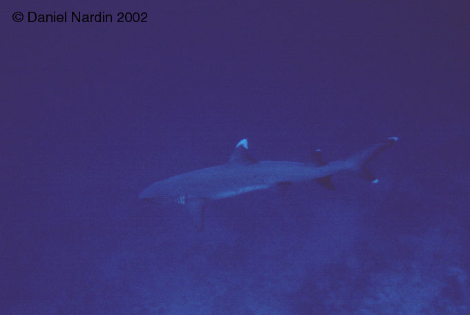 requin