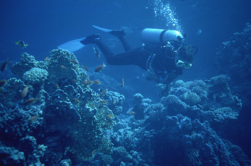 Millepora, Anthias et Nathalie