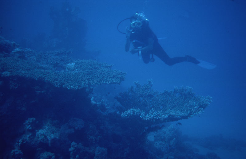 Nathalie et coraux tabulaires (genre Acropora)