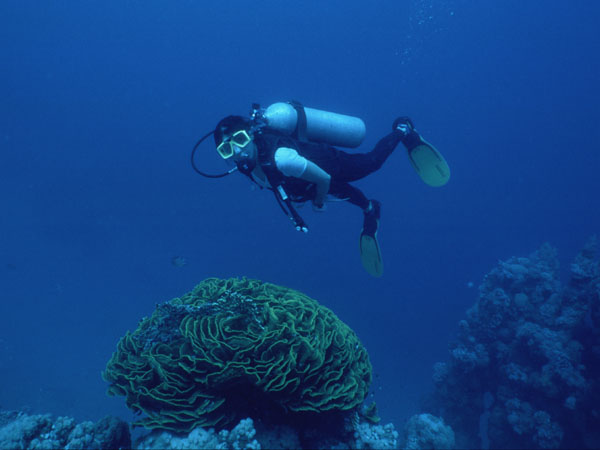 Rgine au dessus d'un corail salade (Turbinaria mesenterina)