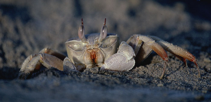 Ocypode cf. ceratophthalma 