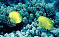 poisson papillon jaune