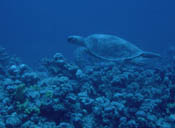 Tortue verte de Tobia el hamra